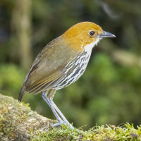 Chestnut-crowned Antpitta